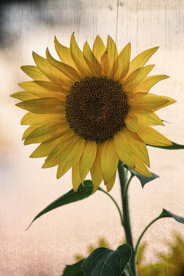 Download Vintage Sunflower Photograph by Rebecca Raybon