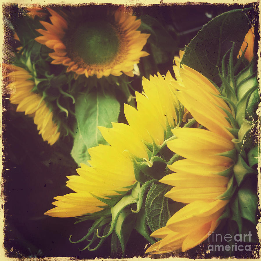 Vintage Sunflower - Yellow Happiness Photograph by Miriam Danar