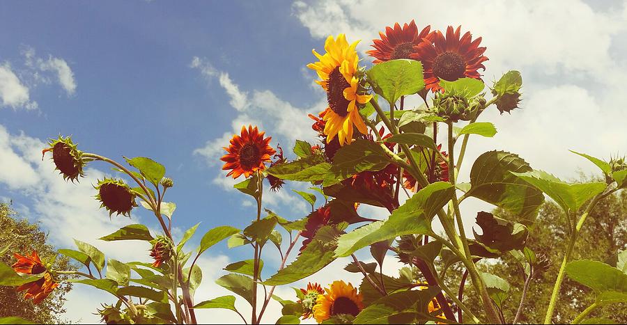 Vintage Sunflowers Photograph by Amanda Smith