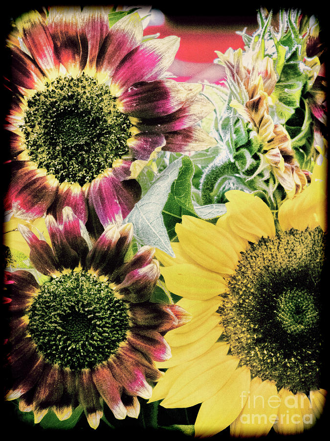 Vintage Sunflowers Photograph by Karen Lewis