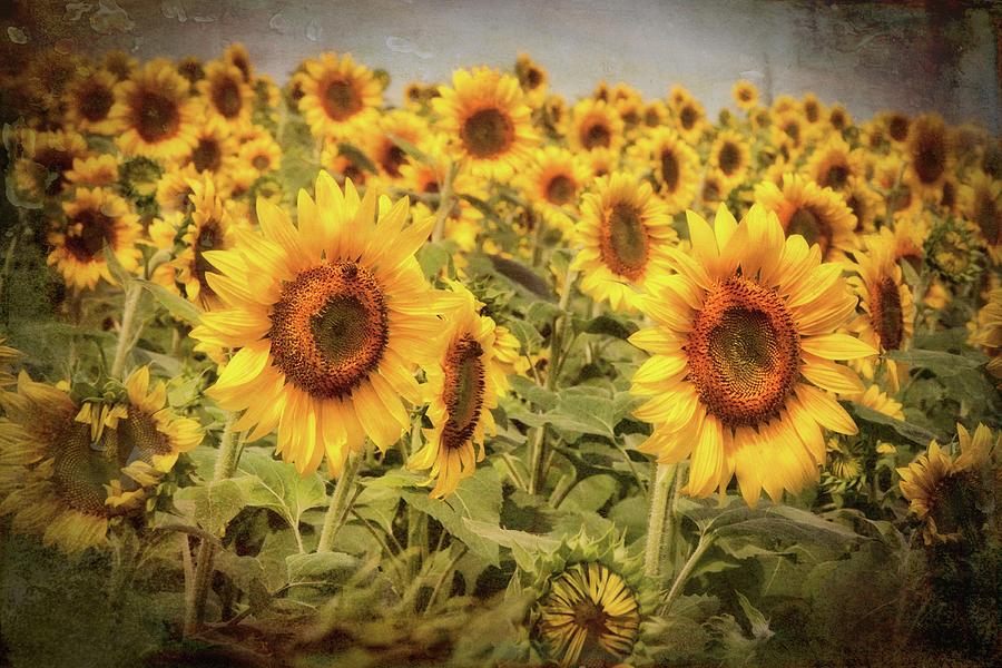 Vintage Sunflowers - Yellow Wall Art Photograph by Joann Vitali