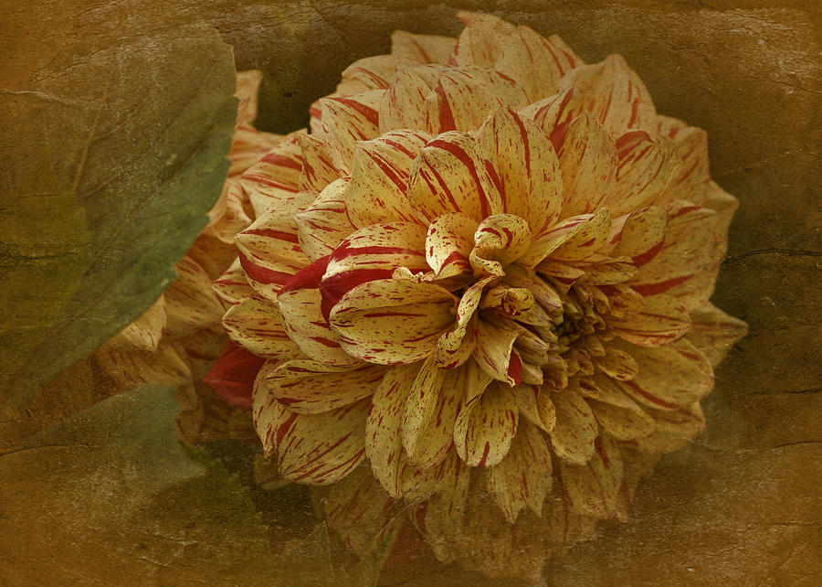 Flowers Still Life Photograph - Vintage Timeless Dahlia by Richard Cummings