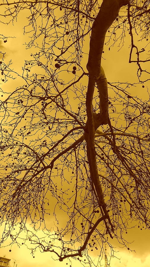 Nature Photograph - Vintage tree by Anamarija Marinovic
