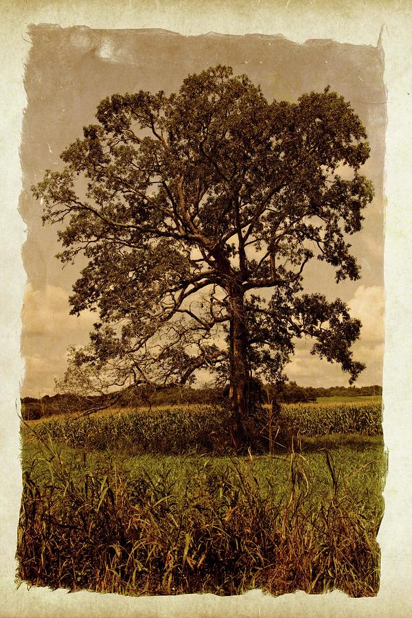 Vintage Tree Photograph by John Benedict