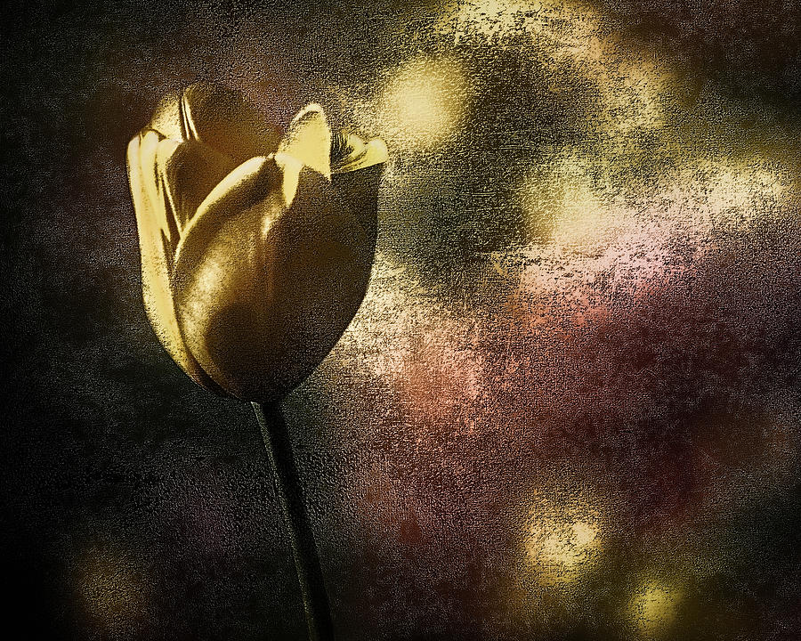 Vintage Tulip Photograph by Michael Arend