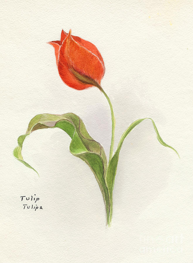 Vintage Tulip Watercolor Painting by Edward Fielding