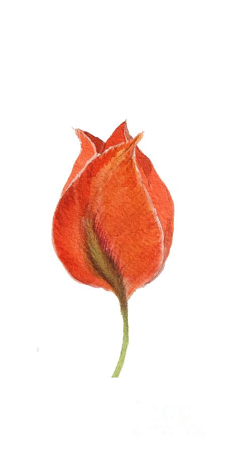 Vintage Tulip Watercolor Phone Case Painting by Edward Fielding