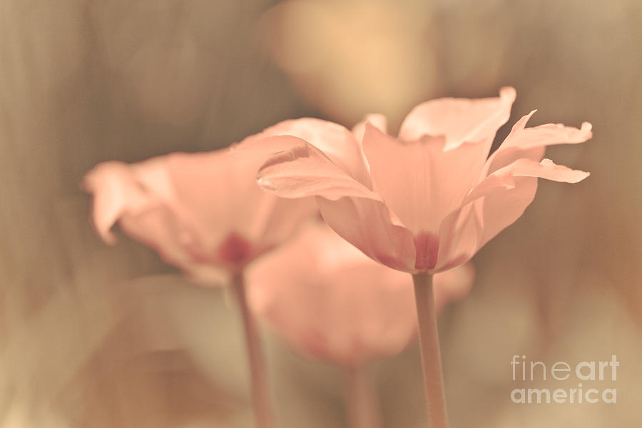 Nature Photograph - Vintage Tulips by Ashley M Conger