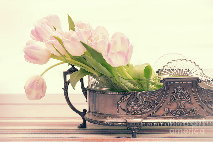 Vintage tulips, antique silver vase Photograph by Delphimages Photo Creations