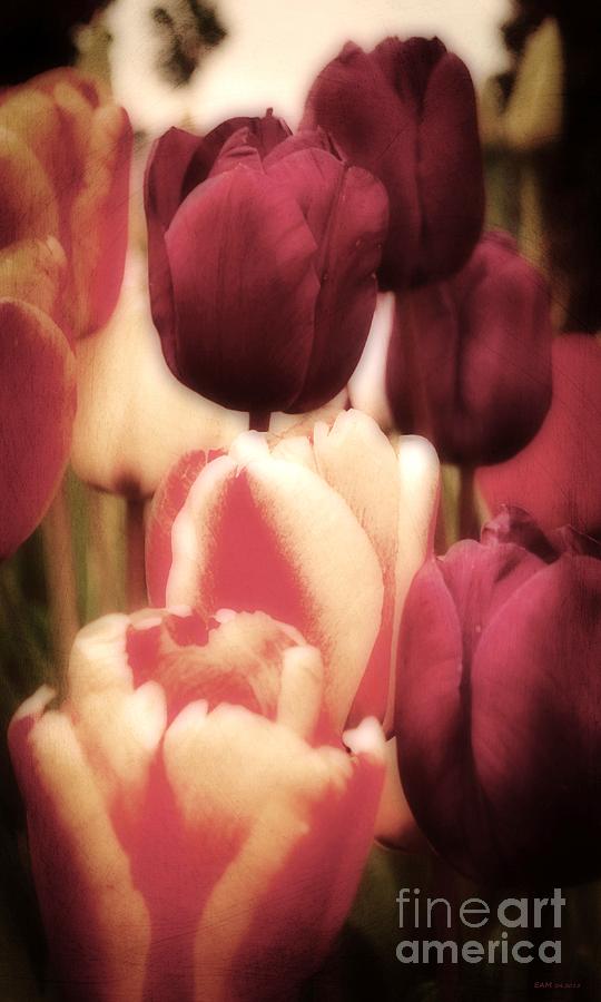 Tulip Digital Art - Vintage Tulips by Elizabeth McTaggart