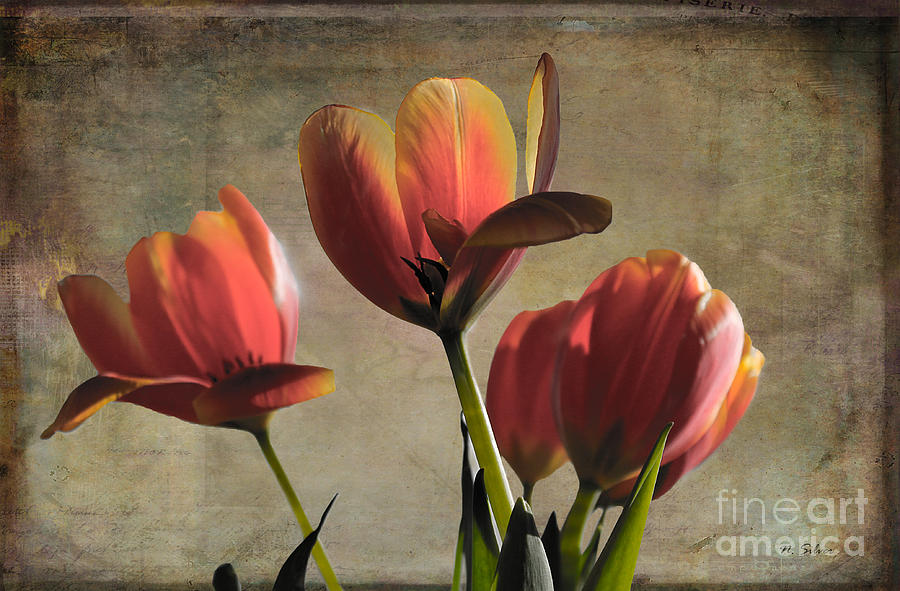 Vintage Tulips in February Sunlight Photograph by Nina Silver