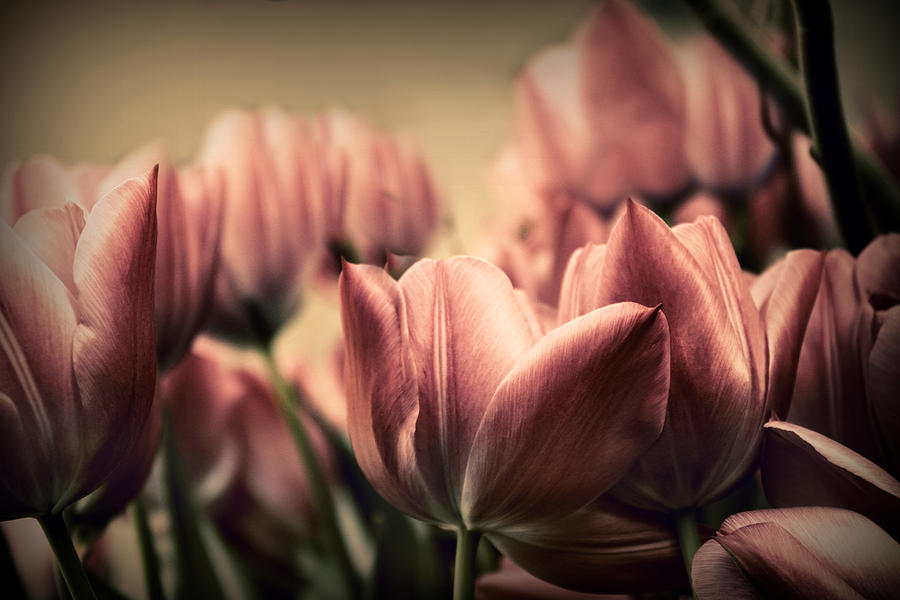 Vintage Tulips Photograph by Jessica Jenney