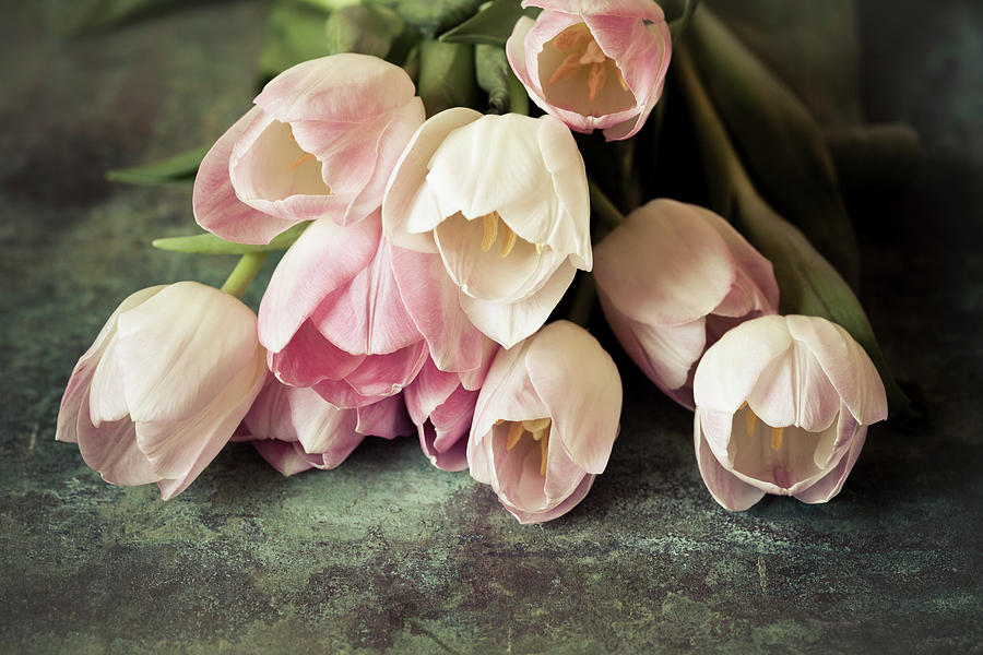 Vintage Tulips Photograph by Maria Heyens