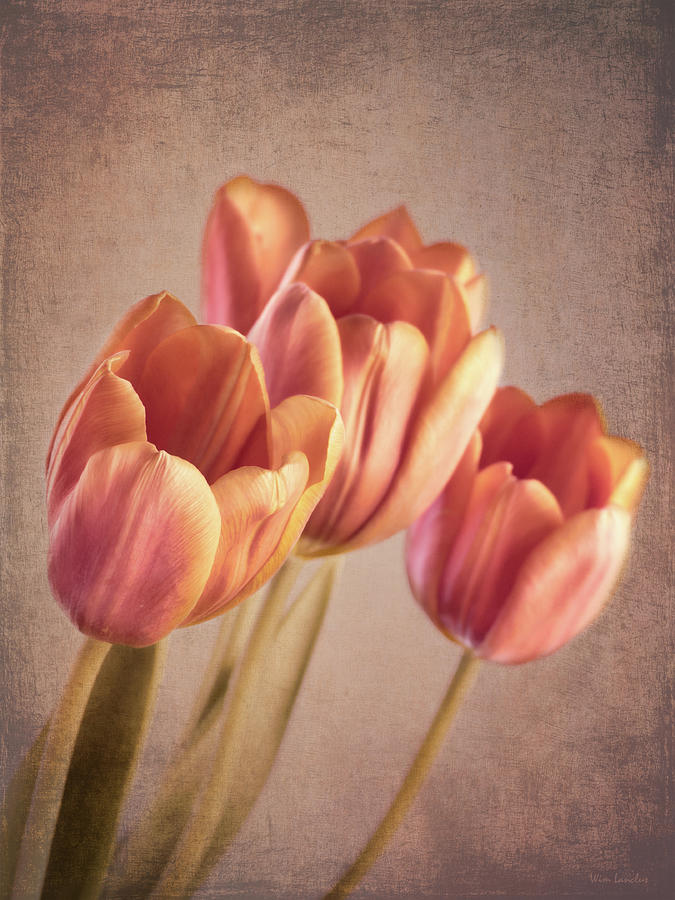 Vintage Tulips Photograph by Wim Lanclus