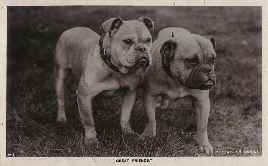 Animal Photograph - Vintage Two Bulldogs by Gillham Studios