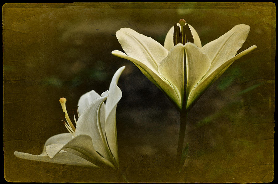 Vintage Two Lilies Photograph by Richard Cummings