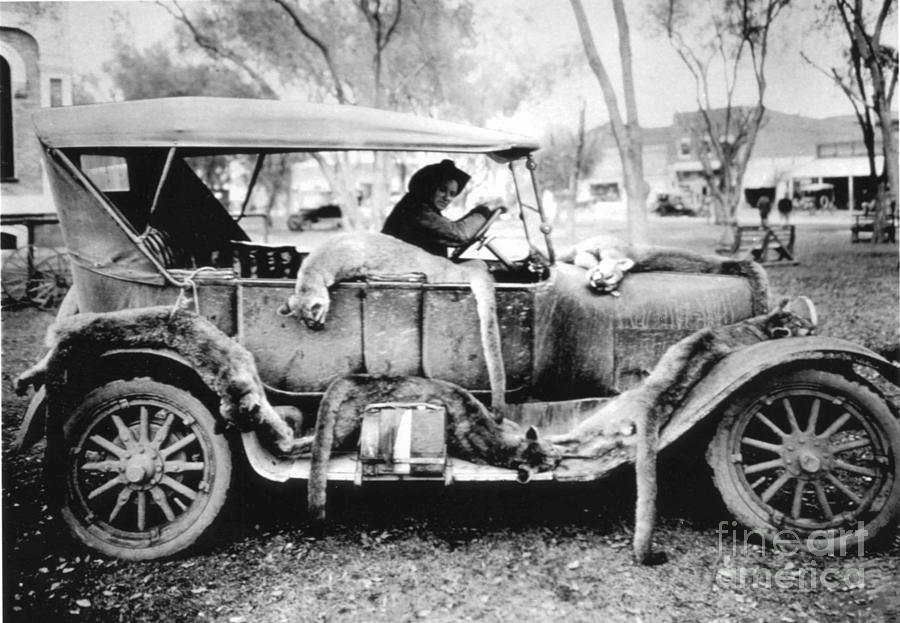 Vintage Photograph - Vintage US Car covered in hunted cougars by Vintage Collectables