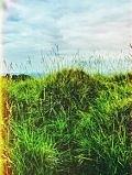 Grass Photograph - Vintage view by Trystan Oldfield