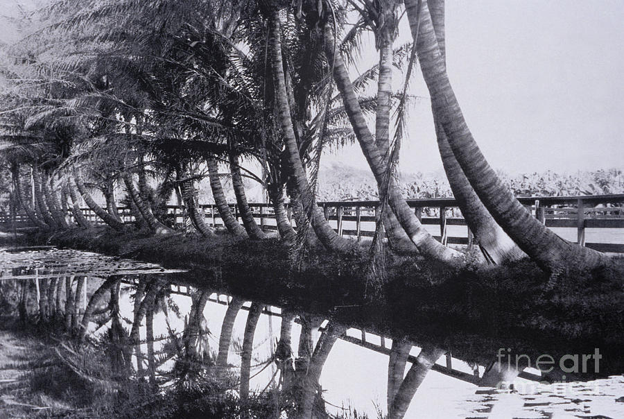 Vintage Waikiki Palms Photograph by Hawaiian Legacy Archive - Printscapes