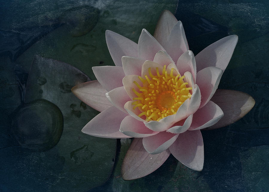 Vintage Water Lily Photograph by Richard Cummings