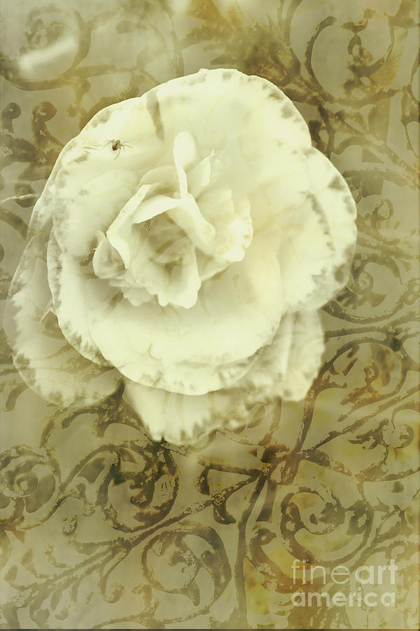 Vintage white flower art Photograph by Jorgo Photography