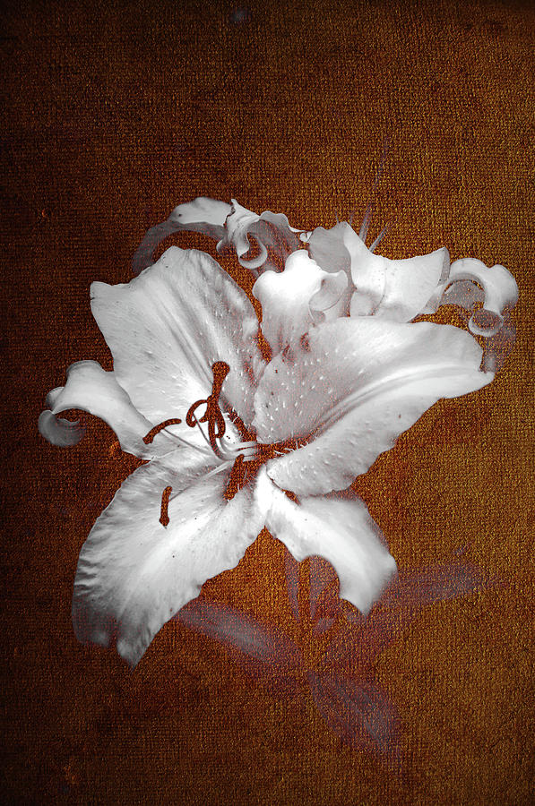 Vintage White Lilies Photograph by Jenny Rainbow
