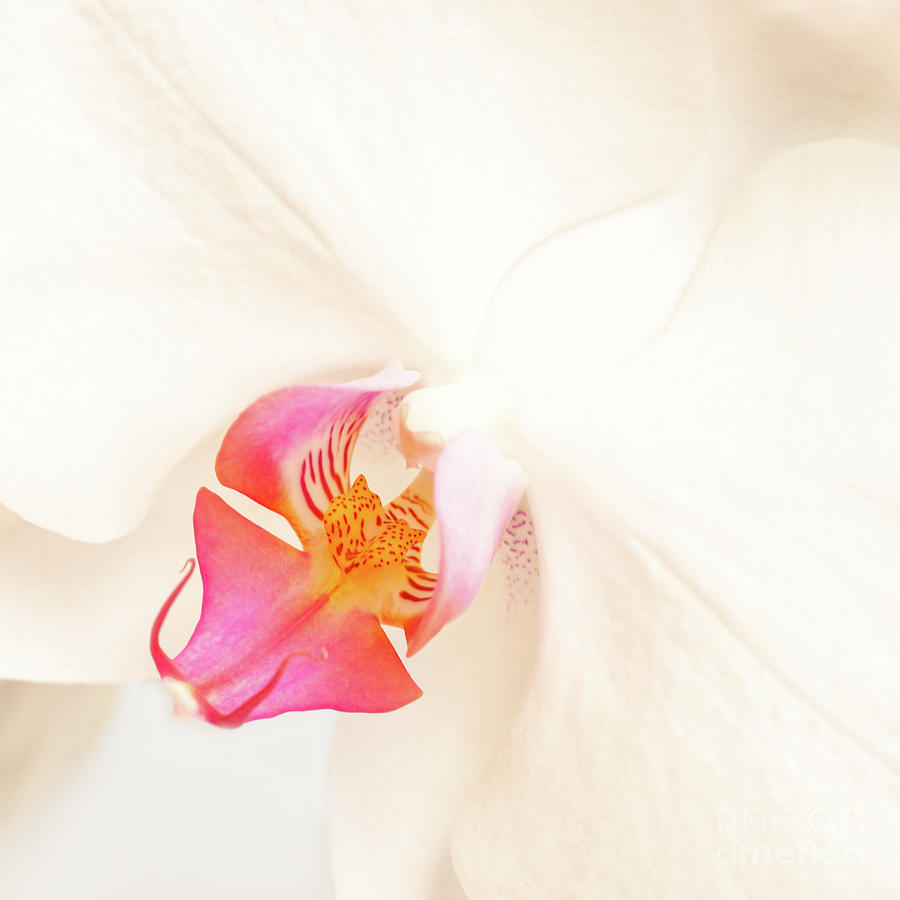 Orchid Photograph - White orchid by Delphimages Photo Creations