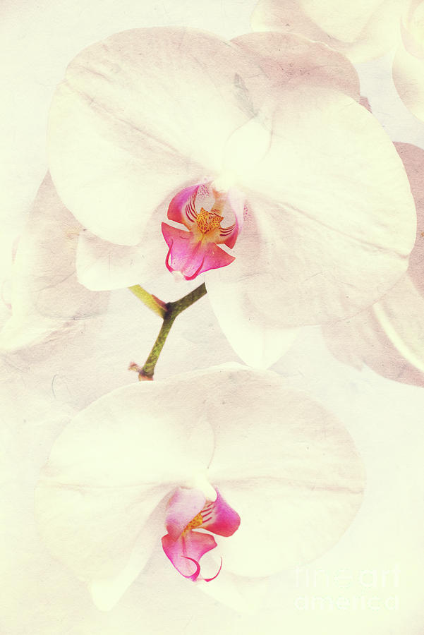 White phalaenopsis orchids with texture Photograph by Delphimages Photo Creations