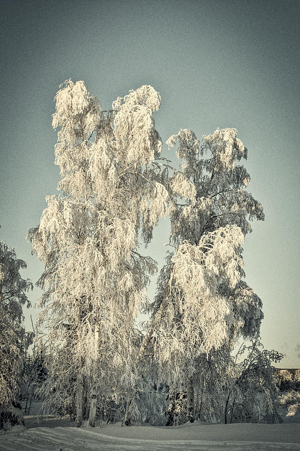 Stately Winter Birches - Vintage Photograph by Cathy Mahnke
