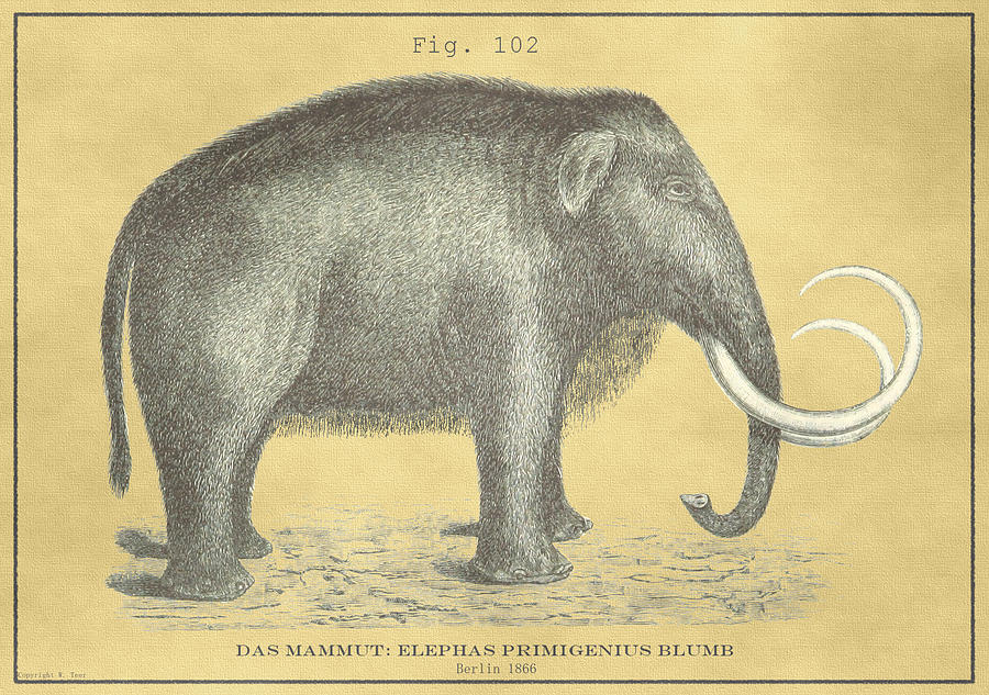 Vintage Woolly Mammoth Drawing by Vintage Pix