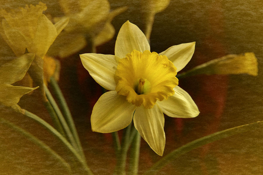 Vintage Yellow Narcissus Photograph by Richard Cummings