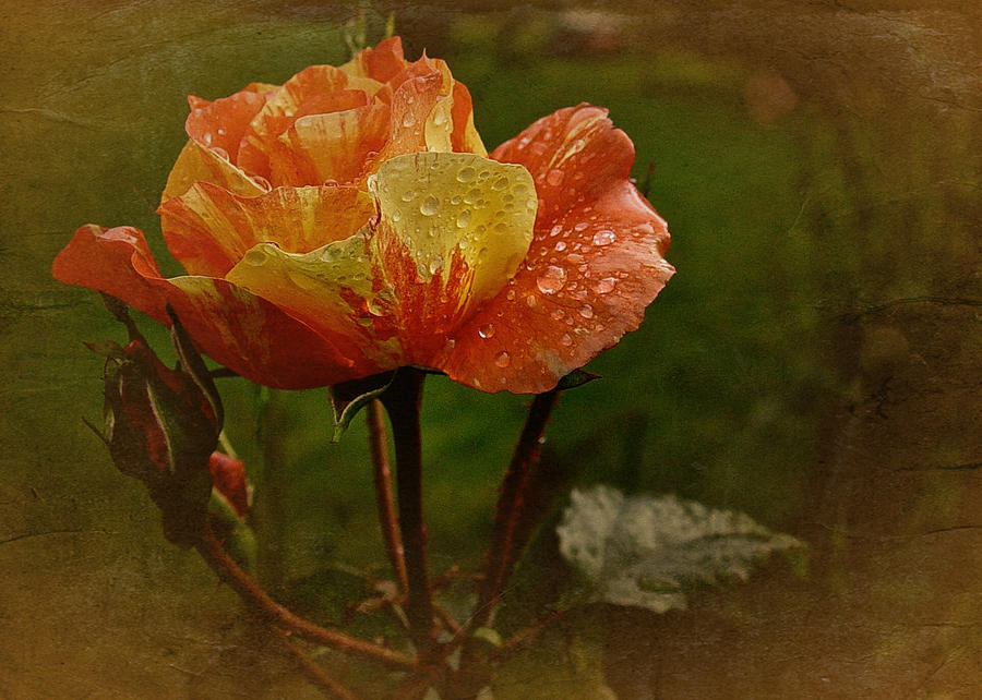 Vintage Sunset Rose Photograph by Richard Cummings