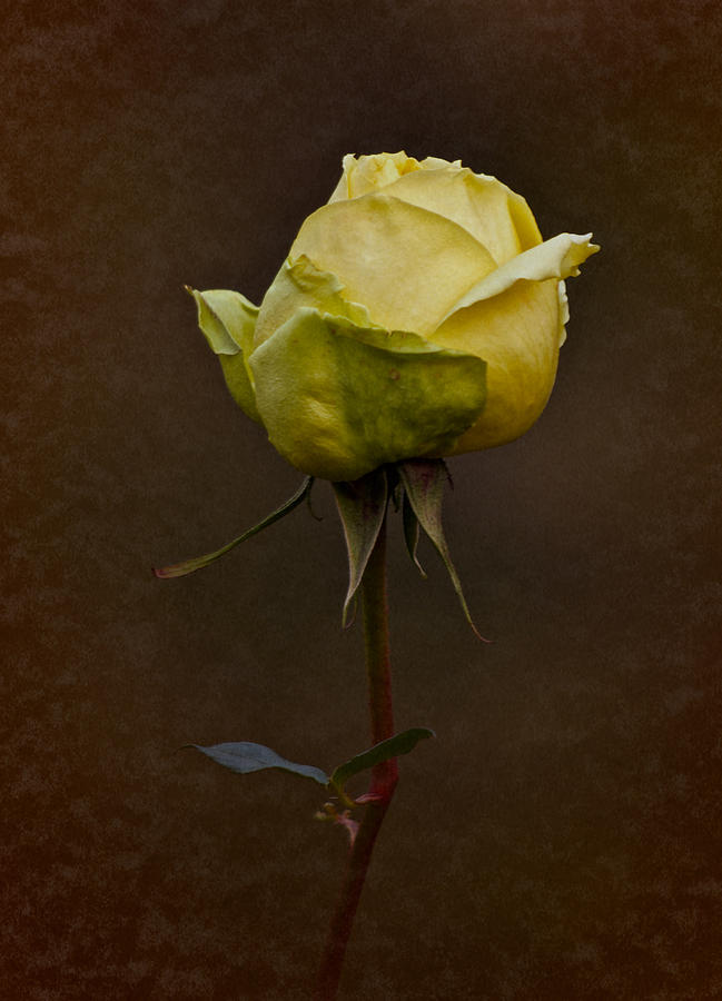 Vintage Yellow Rose 2018 Photograph by Richard Cummings