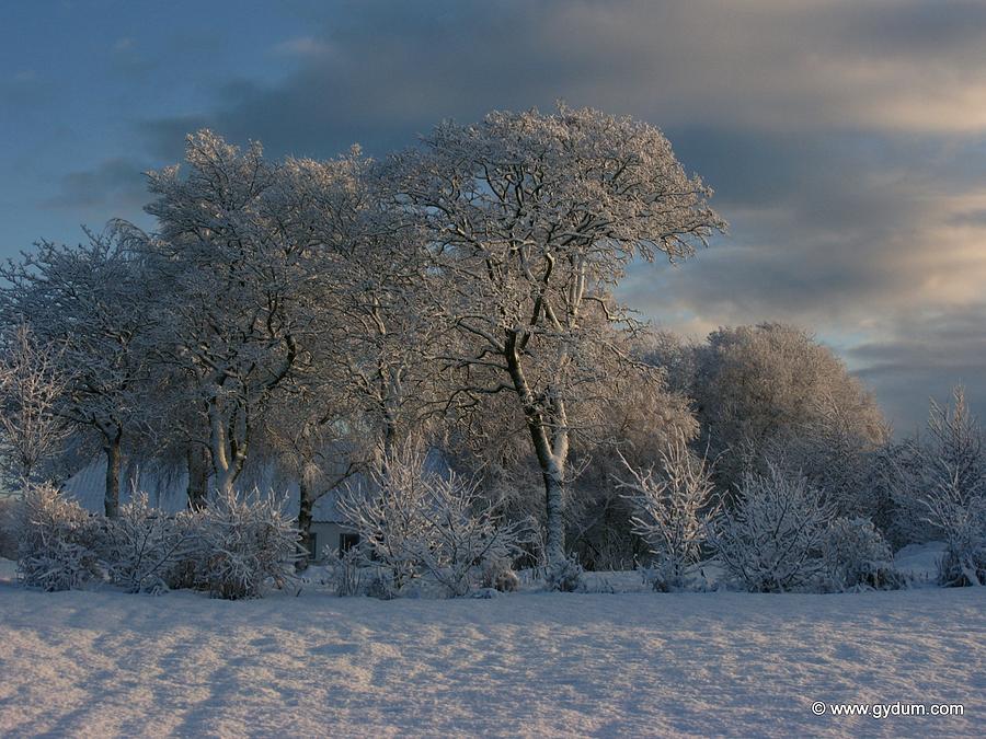 Foton ru musen winter