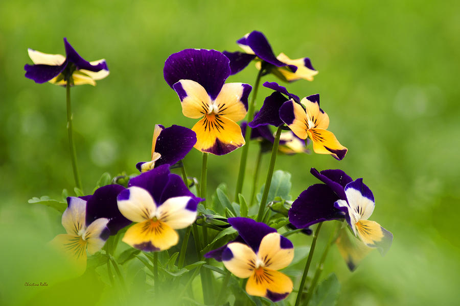 Viola Flowers Photograph by Christina Rollo