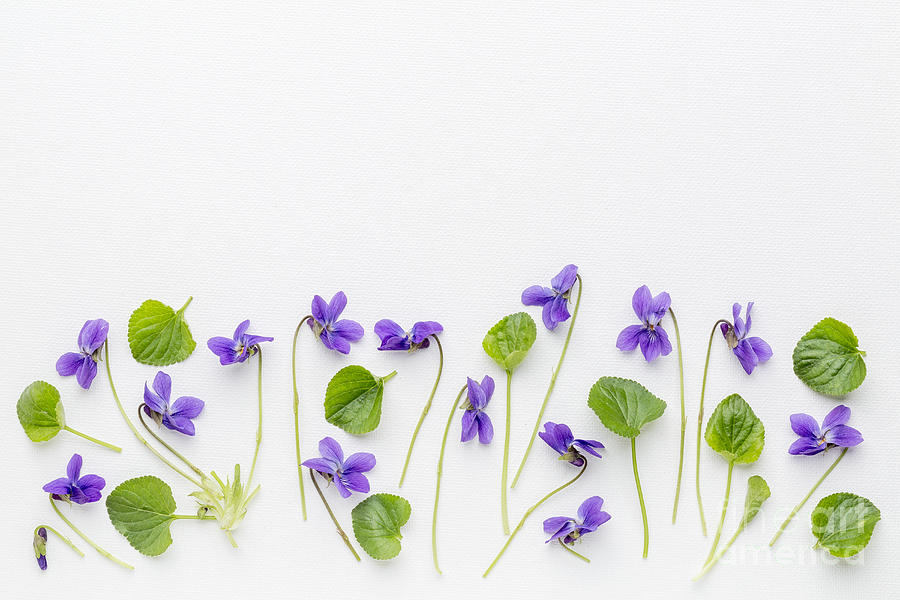 Viola Flowers On Art Canvas Photograph by Marek Uliasz