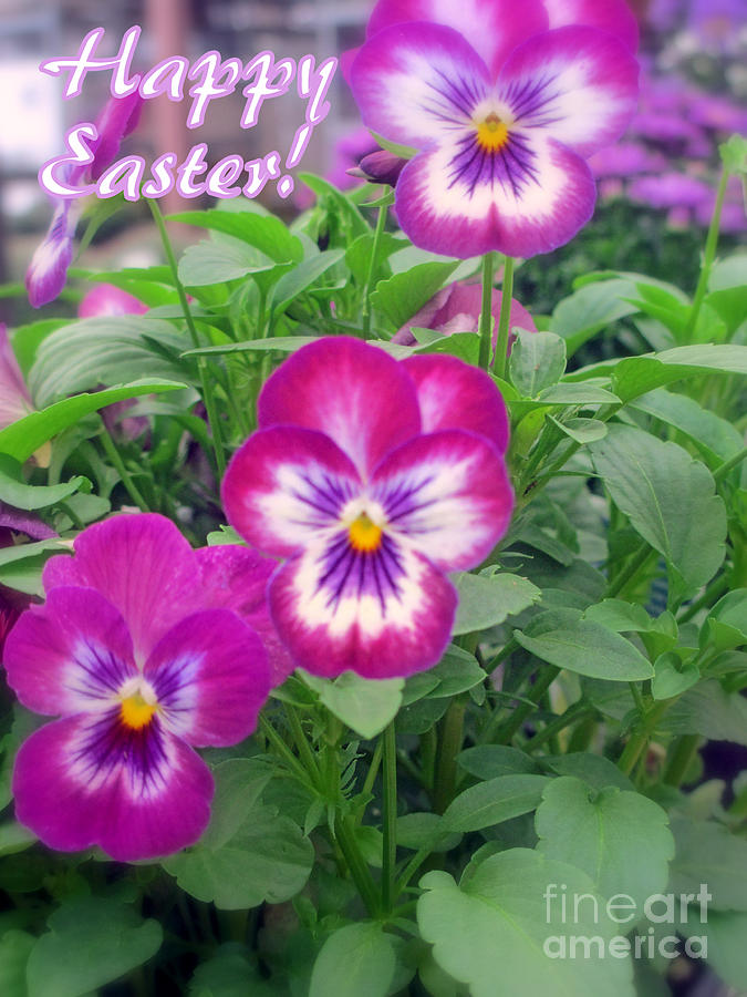 Viola Happy Easter Card Photograph by Kay Novy