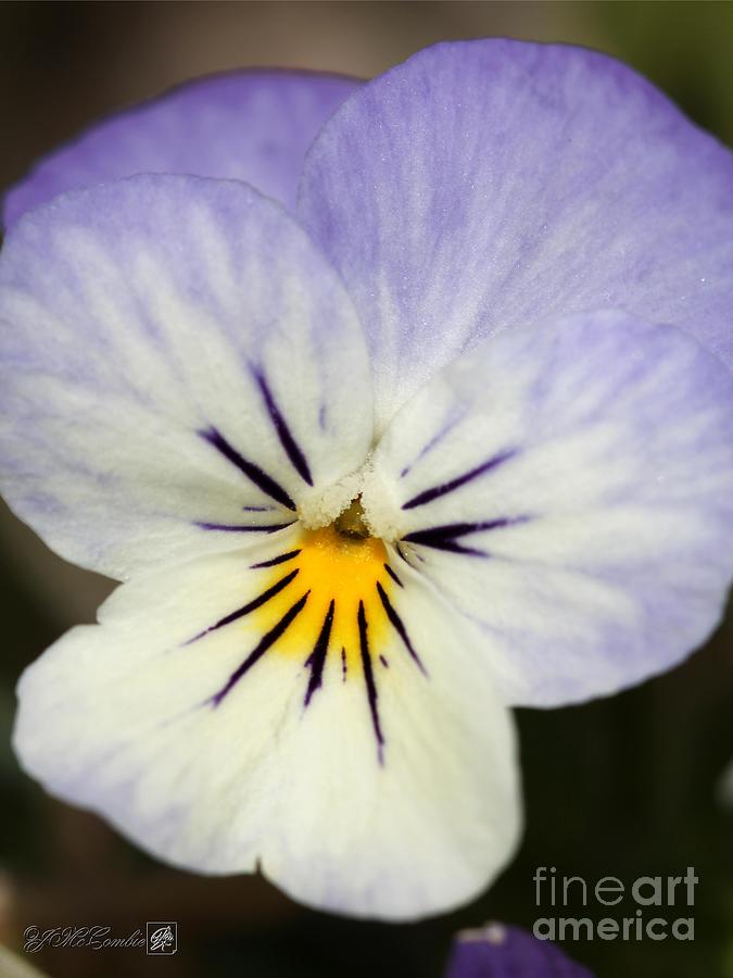 Viola named Sorbet Blueberry Cream Photograph by J McCombie