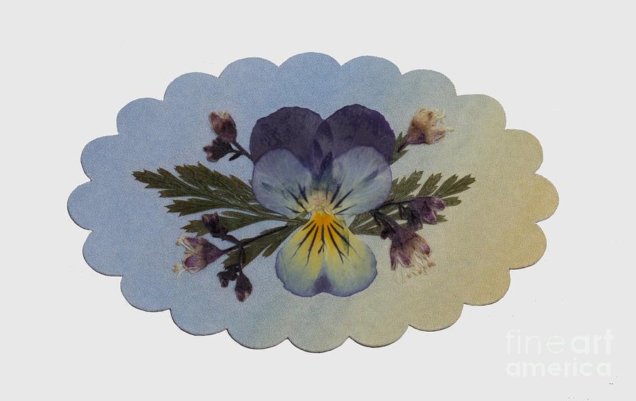 Viola Pressed Flower Arrangement by Em Witherspoon Viola Pressed Flower Arrangement by Em Witherspoon