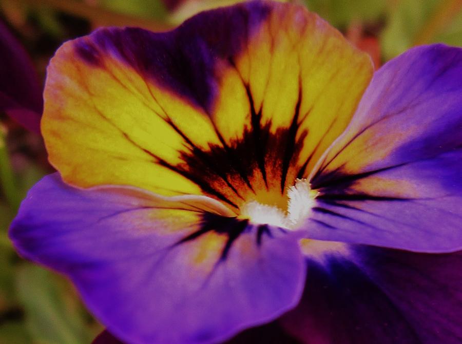 Viola Photograph by Sharon Ackley