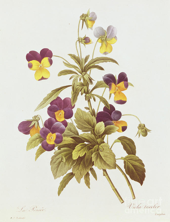 Flower Drawing - Viola Tricolour  by Pierre Joseph Redoute