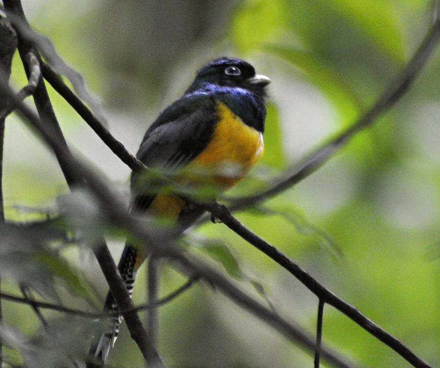 Violaceous Trogon Photograph by Michael Lilley - Fine Art America