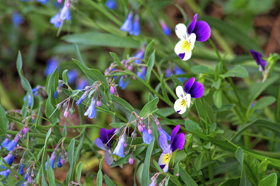 Violas and Mertensia Photograph by Alana Thrower