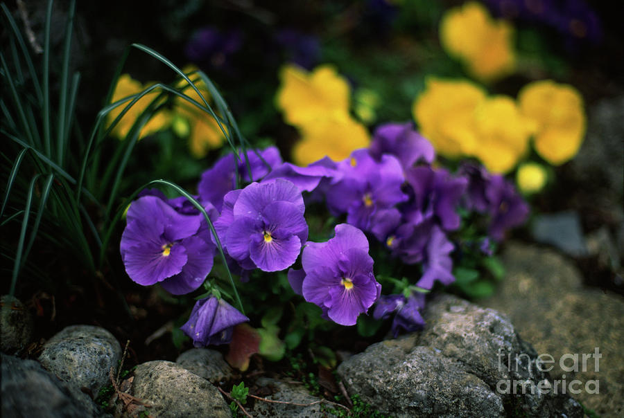 Violet and yellow pansies Photograph by Riccardo Mottola