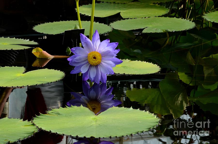 Lily Photograph - Violet and yellow water lily flower in water with floating leaves by Imran Ahmed
