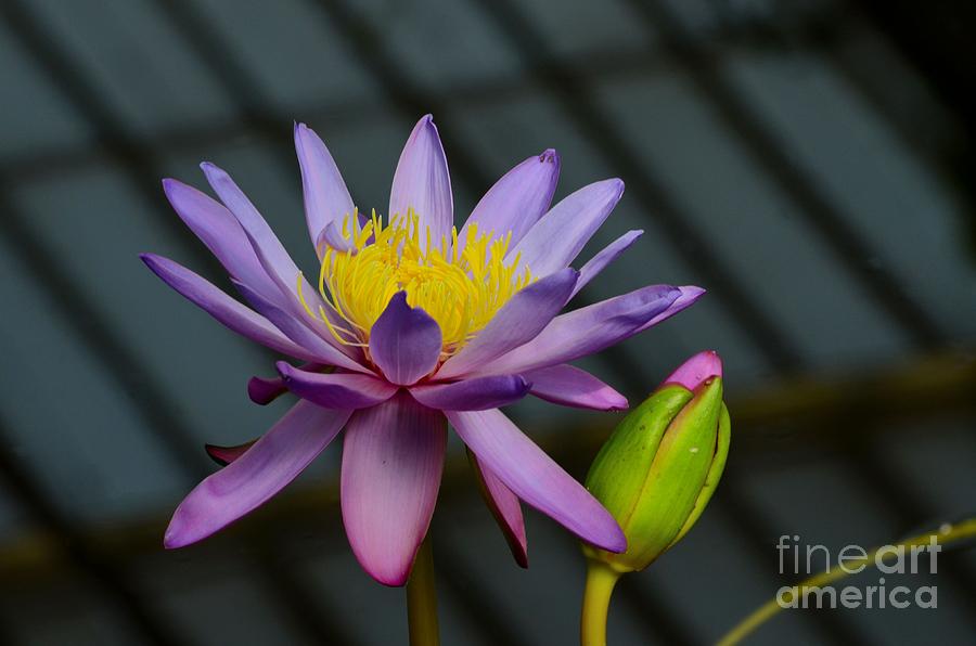 Lily Photograph - Violet and yellow water lily flower with unopened bud by Imran Ahmed