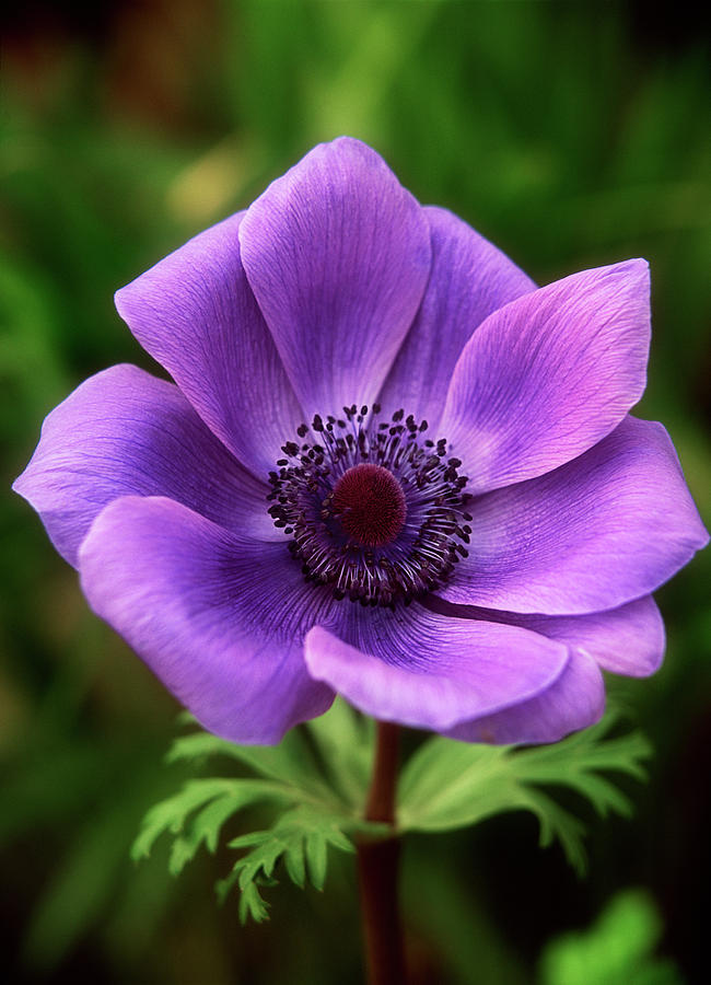 Violet Anemone Photograph by Jim Benest