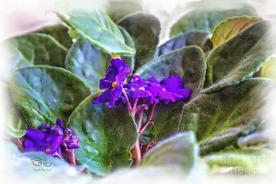 African Violet Photograph - Violet by Beauty For God African Violet Photograph - Violet by Beauty For God