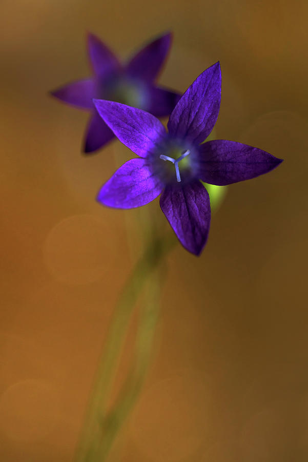Violet bell flowers in the morning light Photograph by Jaroslaw Blaminsky