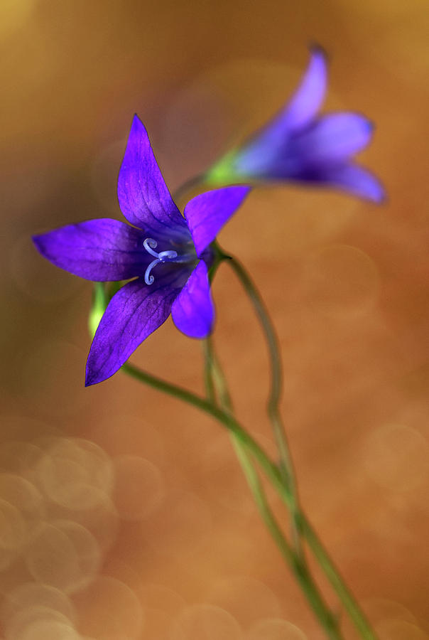 Violet bells flowers Photograph by Jaroslaw Blaminsky